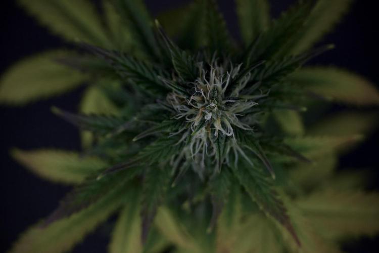 TicaL X Zamnesia-NectarDrip pack#268/750. Week 8 - Side Project 