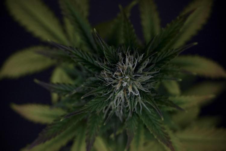 TicaL X Zamnesia-NectarDrip pack#268/750. Week 8 - Side Project 