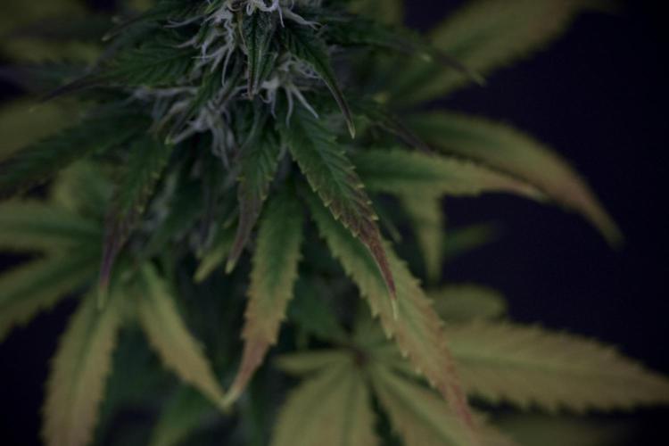 TicaL X Zamnesia-NectarDrip pack#268/750. Week 8 - Side Project 