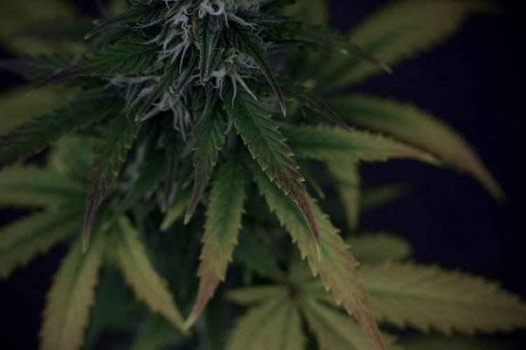 TicaL X Zamnesia-NectarDrip pack#268/750. Week 8 - Side Project 