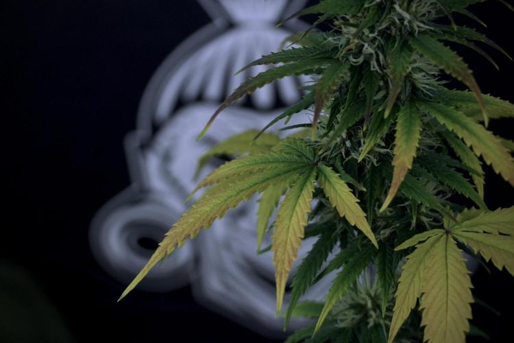 TicaL X Zamnesia-NectarDrip pack#268/750. Week 8 - Side Project 