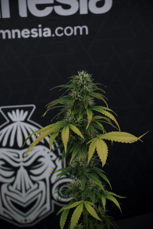 TicaL X Zamnesia-NectarDrip pack#268/750. Week 8 - Side Project 