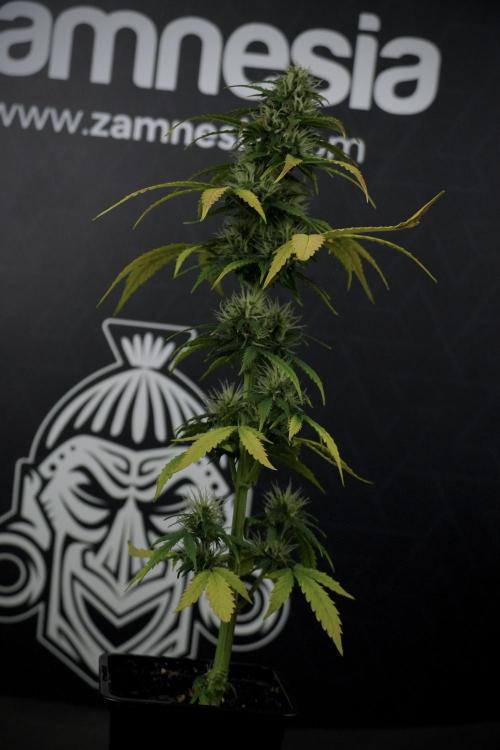 TicaL X Zamnesia-NectarDrip pack#268/750. Week 8 - Side Project 