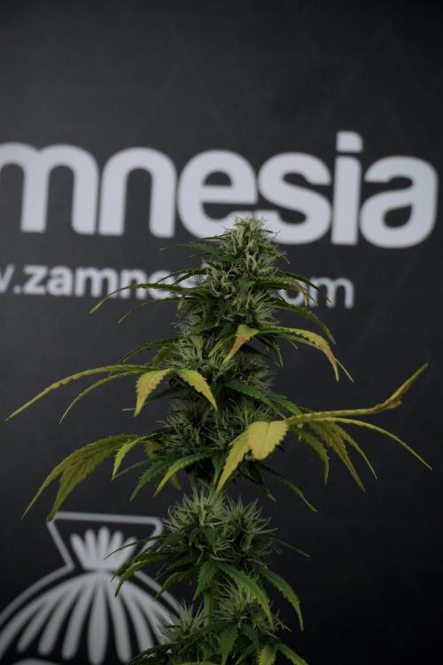 TicaL X Zamnesia-NectarDrip pack#268/750. Week 8 - Side Project 