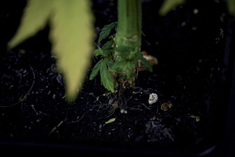 TicaL X Zamnesia-NectarDrip pack#268/750. Week 8 - Side Project 