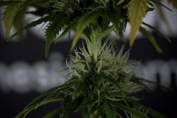 TicaL X Zamnesia-NectarDrip pack#268/750. Week 8 - Side Project 