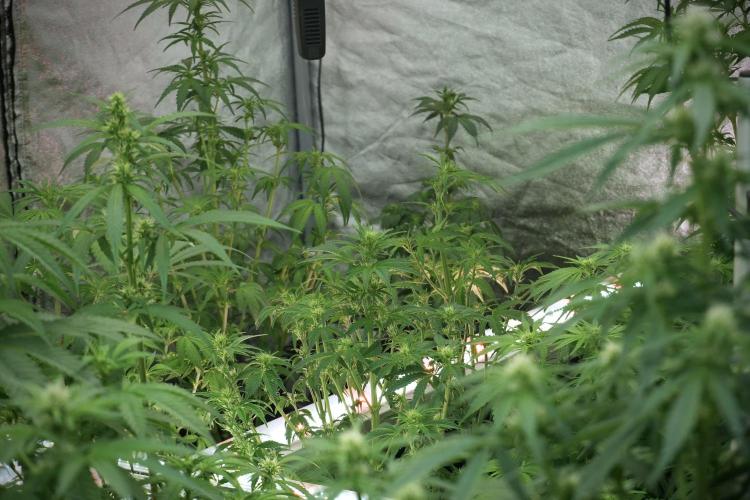 TicaL X Zamnesia-NectarDrip pack#268/750. Week 8 - Room and Vibes 