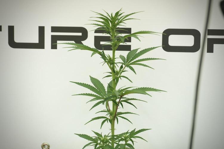 TicaL X Zamnesia-NectarDrip pack#268/750. Week 8 - Ghost Train Haze 