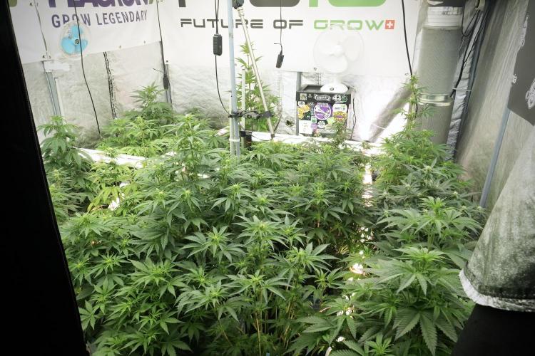 TicaL X Zamnesia-NectarDrip pack#268/750. Week 8 - Room and Vibes 