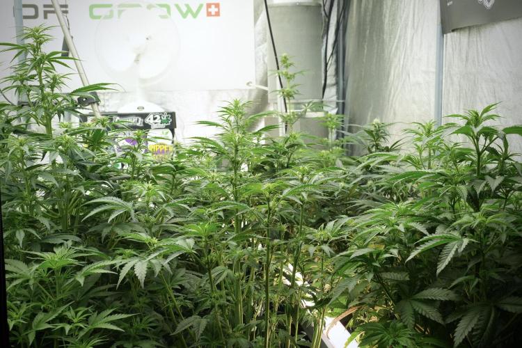 TicaL X Zamnesia-NectarDrip pack#268/750. Week 8 - Room and Vibes 