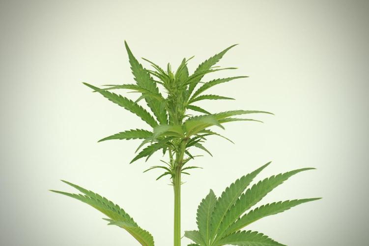 TicaL X Zamnesia-NectarDrip pack#268/750. Week 8 - Ghost Train Haze 