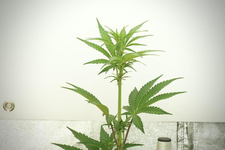 TicaL X Zamnesia-NectarDrip pack#268/750. Week 8 - Ghost Train Haze 