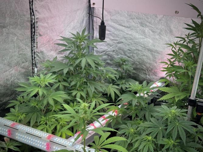 TicaL X Zamnesia-NectarDrip pack#268/750. Week 8 - Room and Vibes 