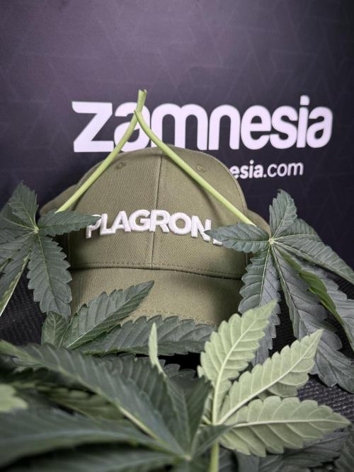 TicaL X Zamnesia-NectarDrip pack#268/750. Week 8 - Defoliation day 