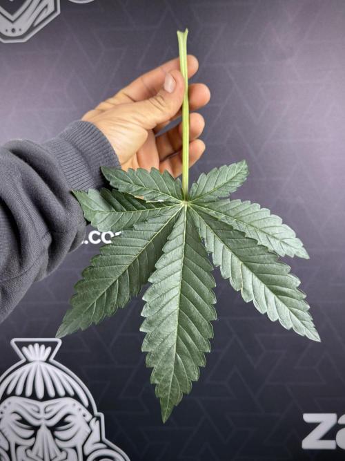 TicaL X Zamnesia-NectarDrip pack#268/750. Week 8 - Defoliation day  Nectar Leafs