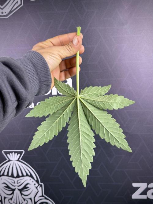 TicaL X Zamnesia-NectarDrip pack#268/750. Week 8 - Defoliation day  Nectar Leafs