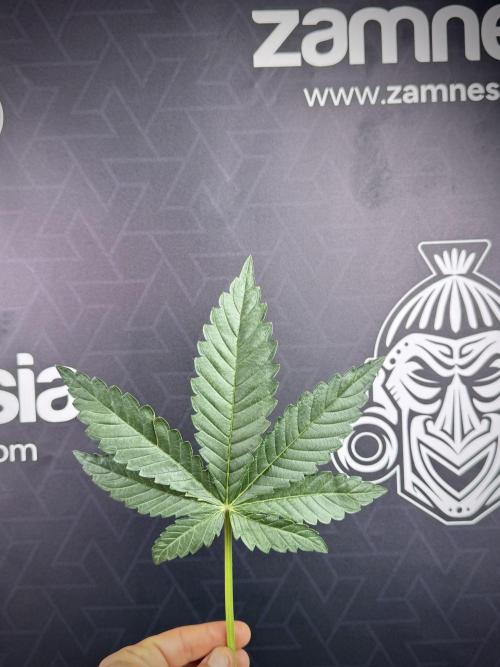 TicaL X Zamnesia-NectarDrip pack#268/750. Week 8 - Defoliation day  Nectar Leafs