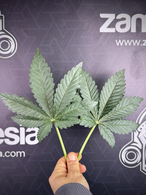TicaL X Zamnesia-NectarDrip pack#268/750. Week 8 - Defoliation day  Nectar Leafs