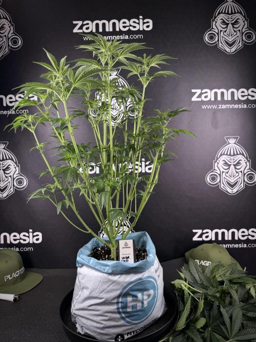 TicaL X Zamnesia-NectarDrip pack#268/750. Week 8 - Defoliation day  