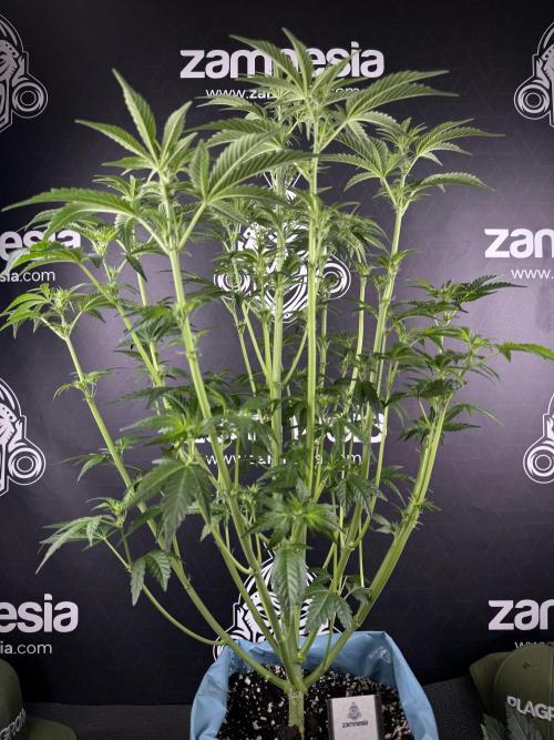 TicaL X Zamnesia-NectarDrip pack#268/750. Week 8 - Defoliation day  