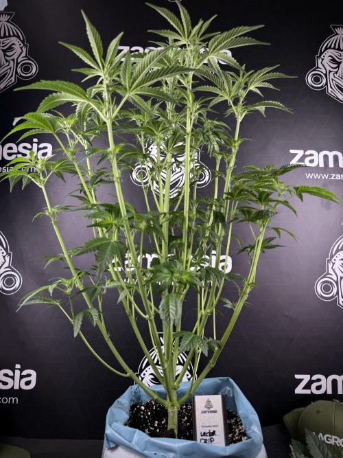 TicaL X Zamnesia-NectarDrip pack#268/750. Week 8 - Defoliation day  