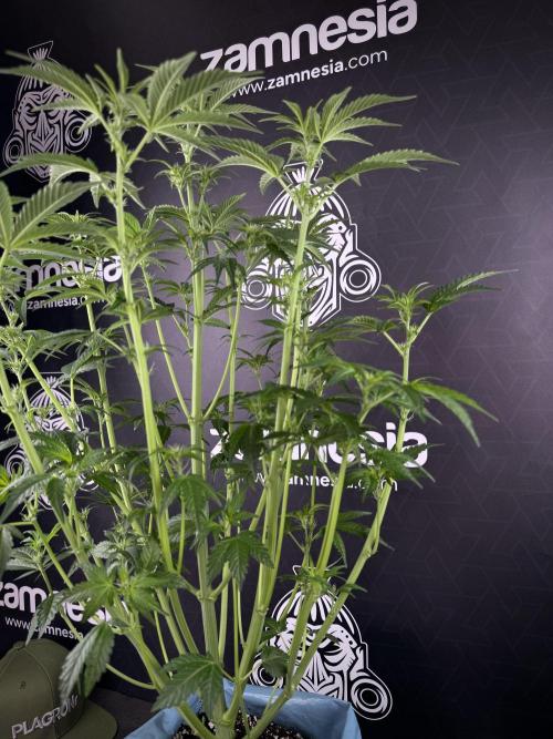 TicaL X Zamnesia-NectarDrip pack#268/750. Week 8 - Defoliation day  