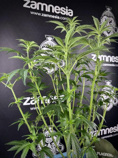 TicaL X Zamnesia-NectarDrip pack#268/750. Week 8 - Defoliation day  