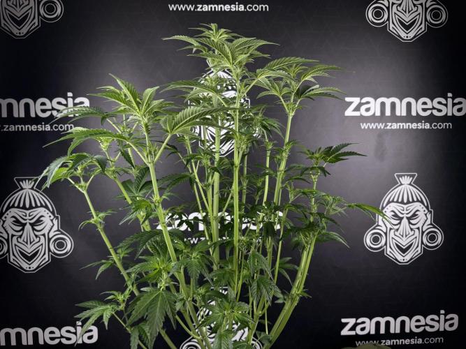 TicaL X Zamnesia-NectarDrip pack#268/750. Week 8 - Defoliation day  