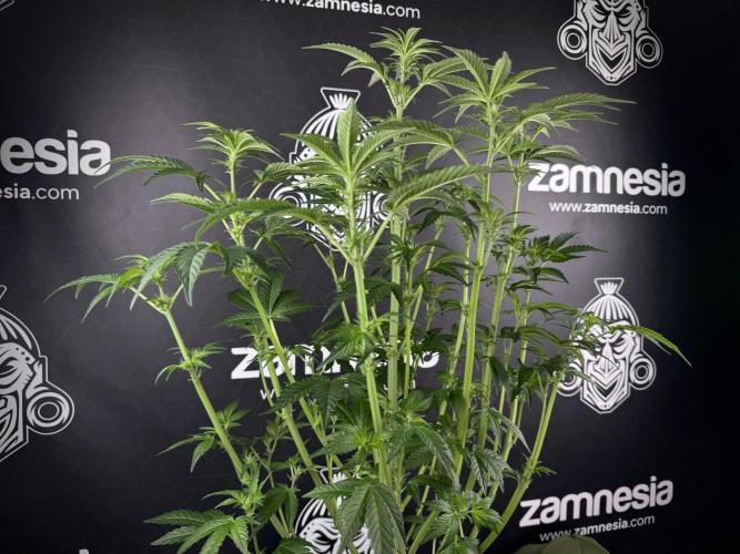 TicaL X Zamnesia-NectarDrip pack#268/750. Week 8 - Defoliation day  