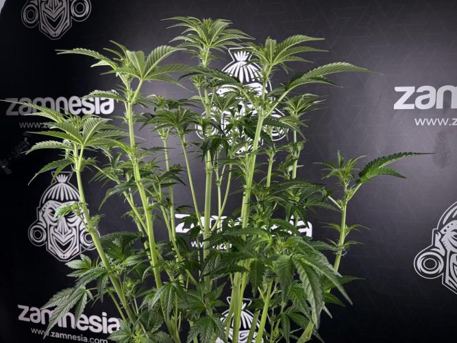 TicaL X Zamnesia-NectarDrip pack#268/750. Week 8 - Defoliation day  