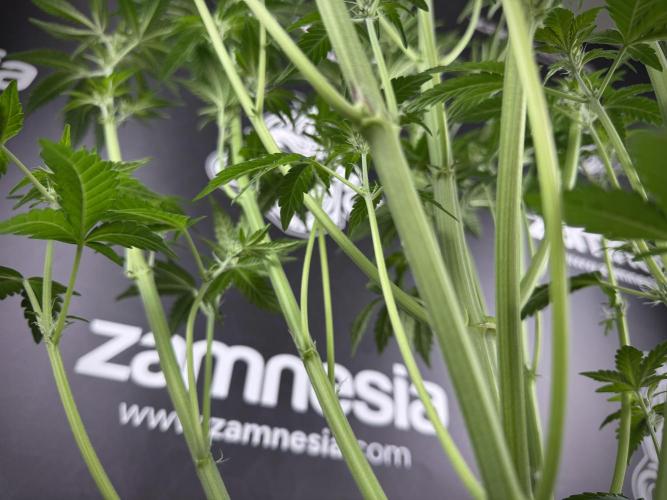 TicaL X Zamnesia-NectarDrip pack#268/750. Week 8 - Defoliation day  