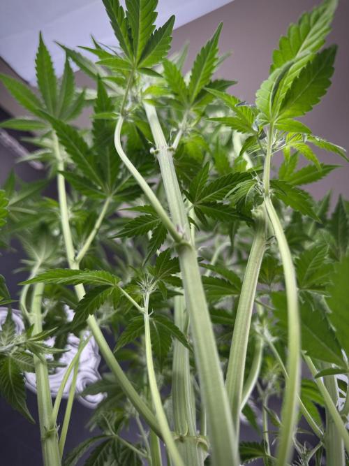 TicaL X Zamnesia-NectarDrip pack#268/750. Week 8 - Defoliation day  