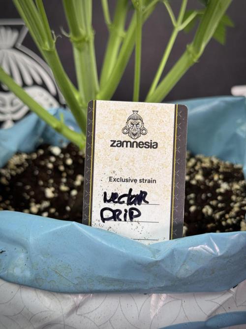 TicaL X Zamnesia-NectarDrip pack#268/750. Week 8 - Defoliation day  