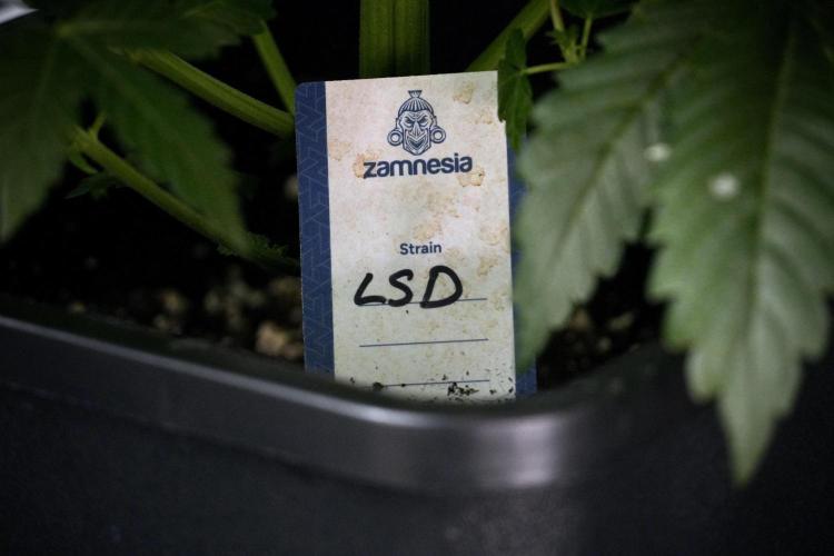 LSD Zamnesia Trippping. Week 7 - LSD before defoliation 