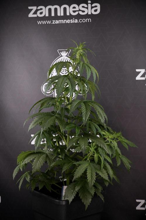 LSD Zamnesia Trippping. Week 7 - LSD before defoliation 