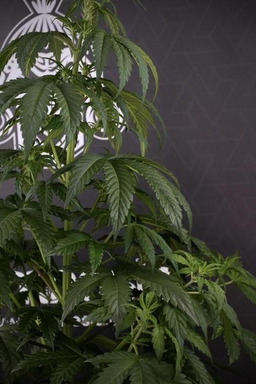 LSD Zamnesia Trippping. Week 7 - LSD before defoliation 