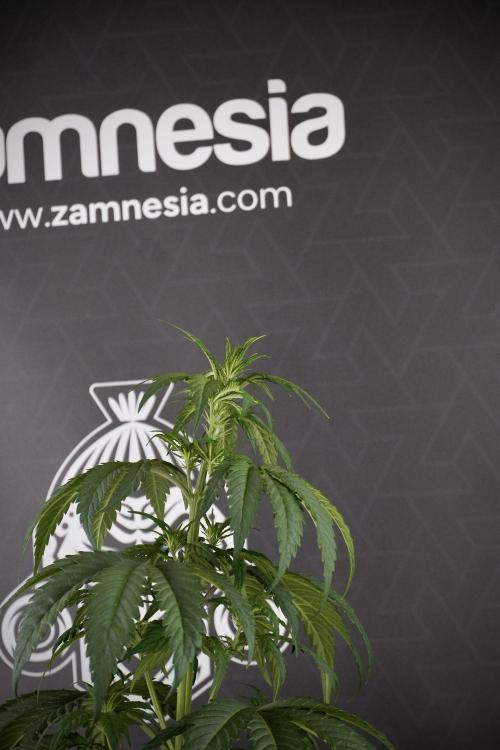 LSD Zamnesia Trippping. Week 7 - LSD before defoliation 