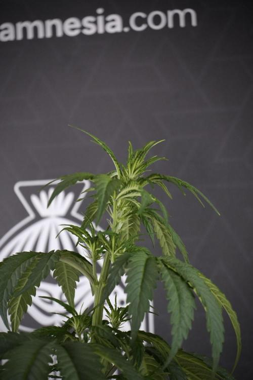 LSD Zamnesia Trippping. Week 7 - LSD before defoliation 