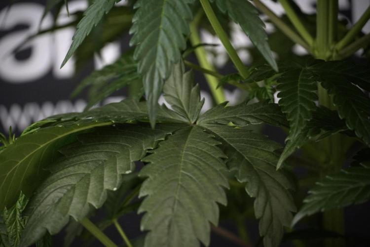 LSD Zamnesia Trippping. Week 7 - LSD before defoliation 