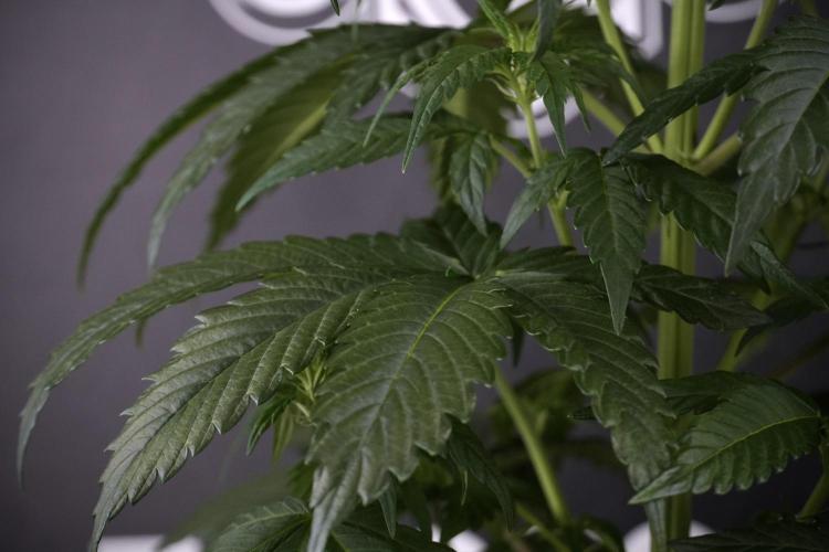 LSD Zamnesia Trippping. Week 7 - LSD before defoliation 