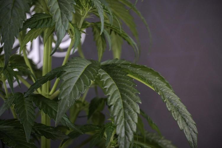 LSD Zamnesia Trippping. Week 7 - LSD before defoliation 