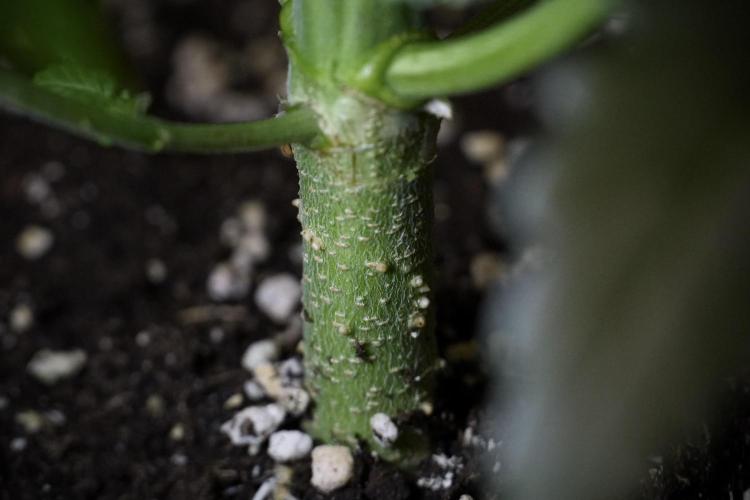 LSD Zamnesia Trippping. Week 7 - LSD before defoliation 