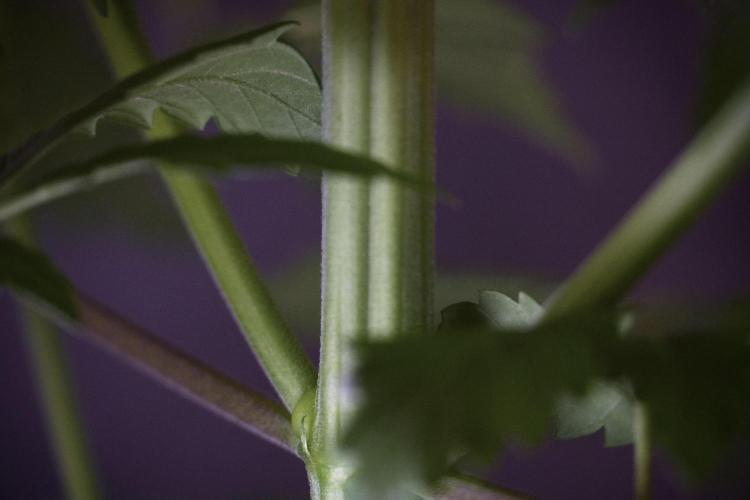 LSD Zamnesia Trippping. Week 7 - LSD before defoliation 