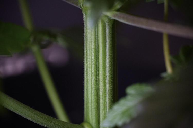 LSD Zamnesia Trippping. Week 7 - LSD before defoliation 