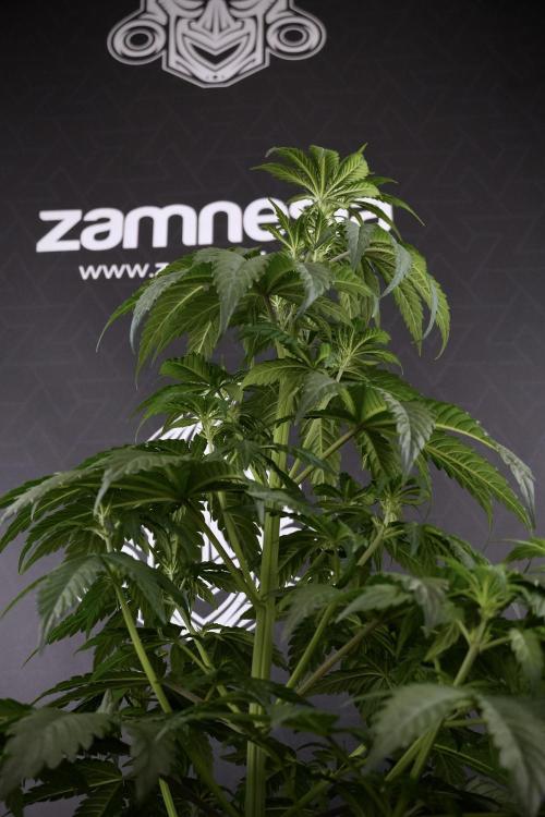 LSD Zamnesia Trippping. Week 7 - LSD before defoliation 