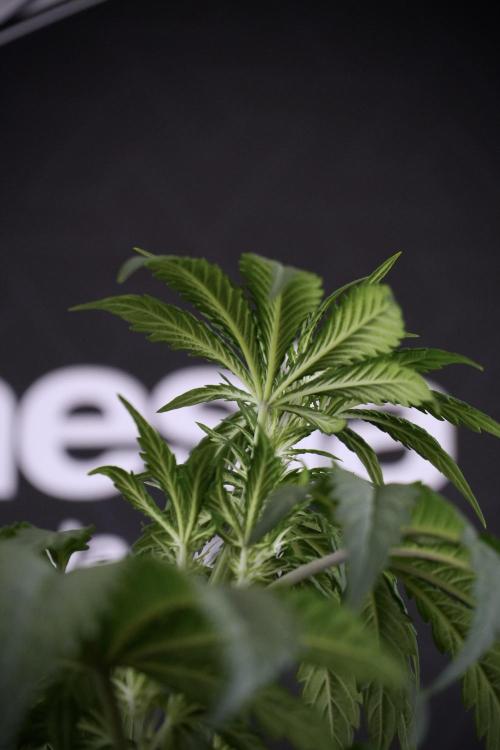 LSD Zamnesia Trippping. Week 7 - LSD before defoliation 