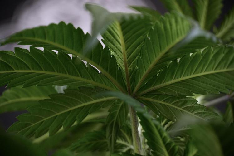 LSD Zamnesia Trippping. Week 7 - LSD before defoliation 