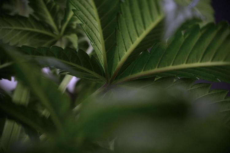 LSD Zamnesia Trippping. Week 7 - LSD before defoliation 