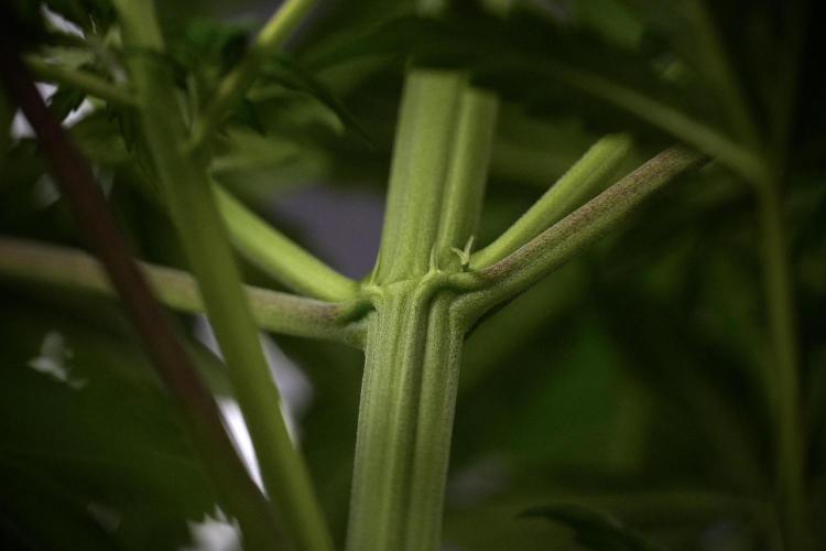 LSD Zamnesia Trippping. Week 7 - LSD before defoliation 