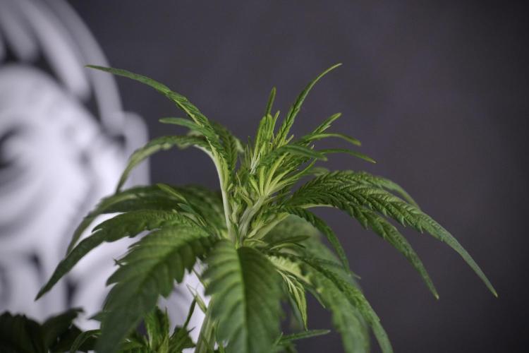 LSD Zamnesia Trippping. Week 7 - LSD before defoliation 